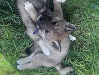 Love Bug-Available 4/4/26, a female Shiba Inu and Shikoku for sale in Seminole, FL – Photo 4 of 9