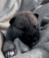 Love Bug, a female Shiba Inu and Shikoku for sale in Seminole, FL – Photo 4 of 8