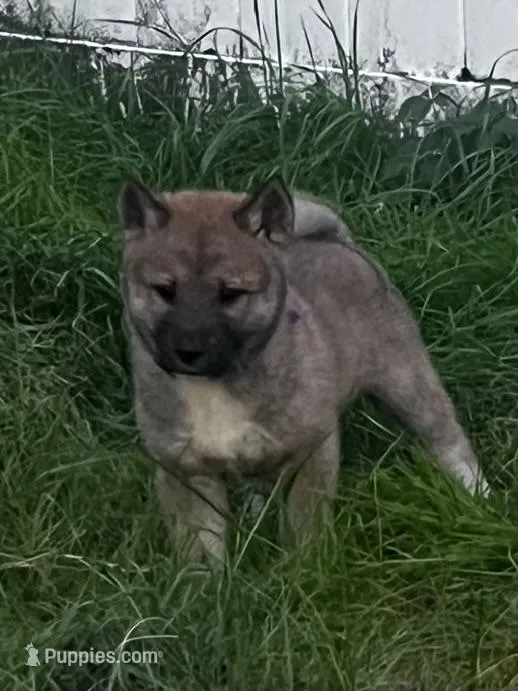 Love Bug-Available 4/4/26 – Shiba Inu, Shikoku puppy for sale in Seminole, FL