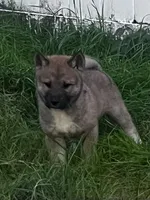 Love Bug-Available 4/4/26, a female Shiba Inu and Shikoku for sale in Seminole, FL – Photo 1 of 9