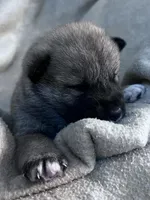 Love Bug, a female Shiba Inu and Shikoku for sale in Seminole, FL – Photo 2 of 8