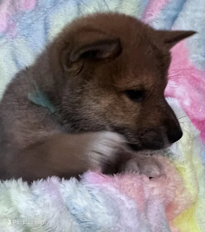 Lovey – Shiba Inu, Shikoku puppy for sale in Seminole, FL