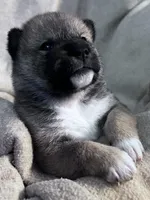 Lovey, a female Shiba Inu and Shikoku for sale in Seminole, FL – Photo 4 of 9