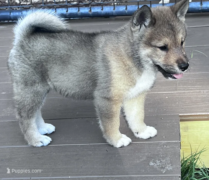 Lovey – Shiba Inu, Shikoku puppy for sale in Seminole, FL