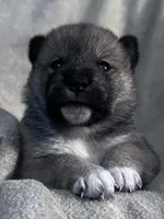 Lovey, a female Shiba Inu and Shikoku for sale in Seminole, FL – Photo 2 of 9