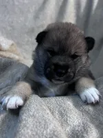 Lovey, a female Shiba Inu and Shikoku for sale in Seminole, FL – Photo 5 of 9