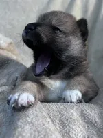 Lovey, a female Shiba Inu and Shikoku for sale in Seminole, FL – Photo 6 of 9