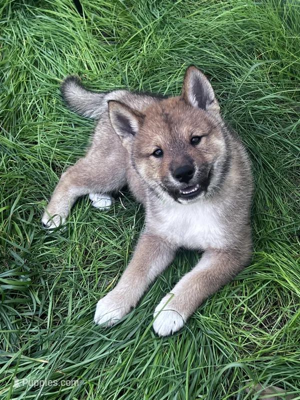 Lovey – Shiba Inu, Shikoku puppy on hold in Seminole, FL