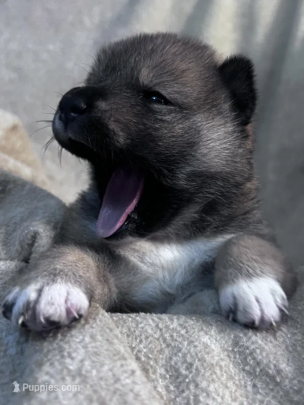 Lovey, a female Shiba Inu and Shikoku for sale in Seminole, FL – Photo 1 of 9