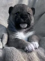 Lovey, a female Shiba Inu and Shikoku for sale in Seminole, FL – Photo 3 of 9