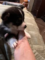 Tot , a female Pembroke Welsh Corgi for sale in Coal City, IN – 4 of 6