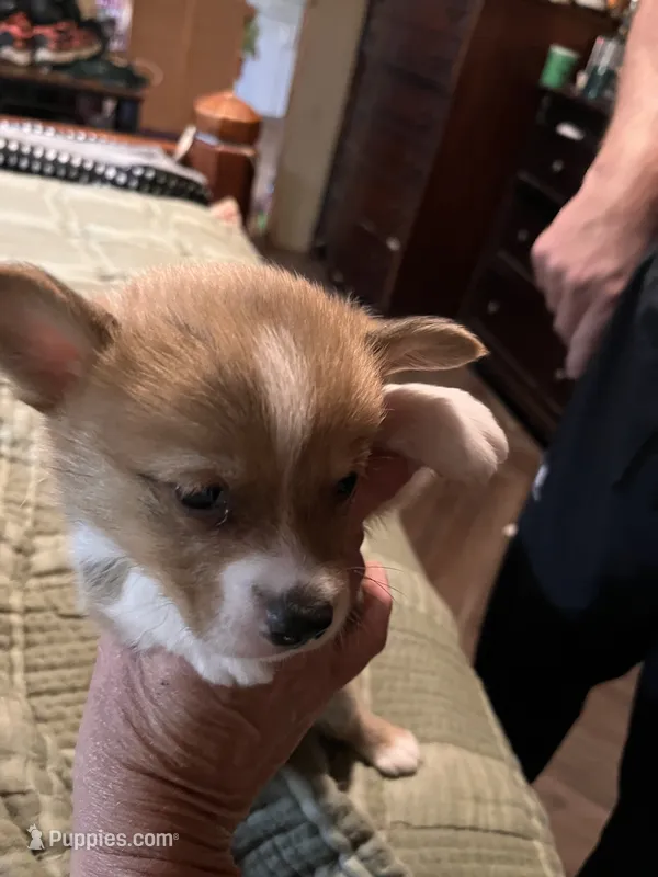 Tater – Pembroke Welsh Corgi puppy for sale in Coal City, IN