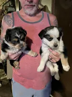 Female B on the right , a female Australian Cattle Dog and Australian Shepherd for sale in Coal City, IN – Photo 3 of 3