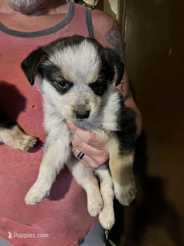 Female B on the right  – Australian Cattle Dog, Australian Shepherd puppy for sale in Coal City, IN