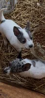 Chi 1, a female Australian Cattle Dog and Chihuahua for sale in Coal City, IN – 2 of 2