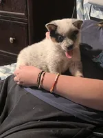 Female A, a female Australian Cattle Dog for sale in Coal City, IN – 6 of 6