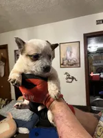 processed/9b464791-6a8d-479a-9a9c-7d2974065a73/listing/1840cc54-113a-4450-864b-b402953245a7/6150ef04-a543-4759-a7b1-ef64f85e8404