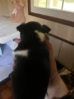 Male A, a male Chihuahua for sale in Coal City, IN – 4 of 5