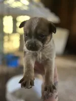 Make C, a male Australian Cattle Dog for sale in Coal City, IN – 2 of 2