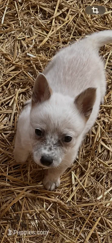 Male b, a male Australian Cattle Dog for sale in Coal City, IN – 1 of 3