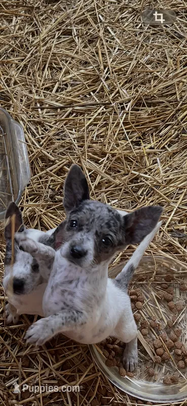 Puppy B – Australian Cattle Dog, Chihuahua puppy for sale in Coal City, IN