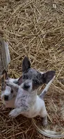 Puppy B, a female Australian Cattle Dog and Chihuahua for sale in Coal City, IN – 1 of 2