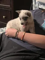 Female A, a female Australian Cattle Dog for sale in Coal City, IN – 5 of 6