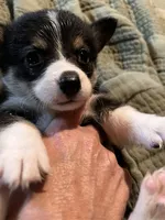 Tot , a female Pembroke Welsh Corgi for sale in Coal City, IN – 6 of 6