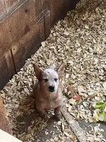Male A, a male Australian Cattle Dog for sale in Coal City, IN – 3 of 6