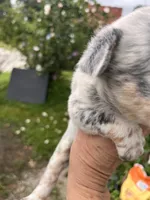 Female B, a female Australian Cattle Dog for sale in Coal City, IN – 3 of 4