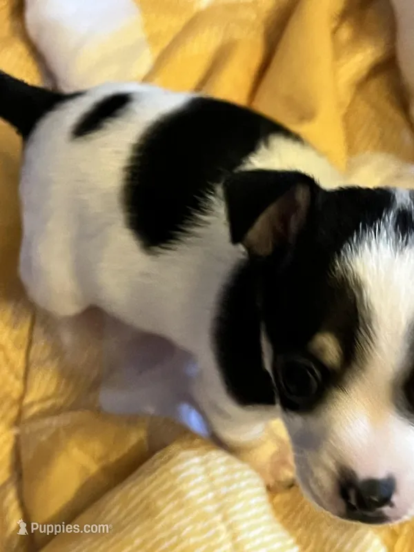 Female B – Chihuahua puppy for sale in Coal City, IN