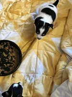 Female B, a female Chihuahua for sale in Coal City, IN – Photo 5 of 7