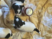 Female B, a female Chihuahua for sale in Coal City, IN – Photo 4 of 7