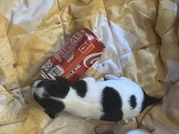 Female B, a female Chihuahua for sale in Coal City, IN – Photo 3 of 7