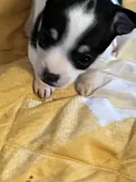 Female B, a female Chihuahua for sale in Coal City, IN – Photo 2 of 7