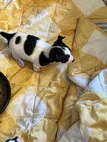 Female B, a female Chihuahua for sale in Coal City, IN – Photo 6 of 7