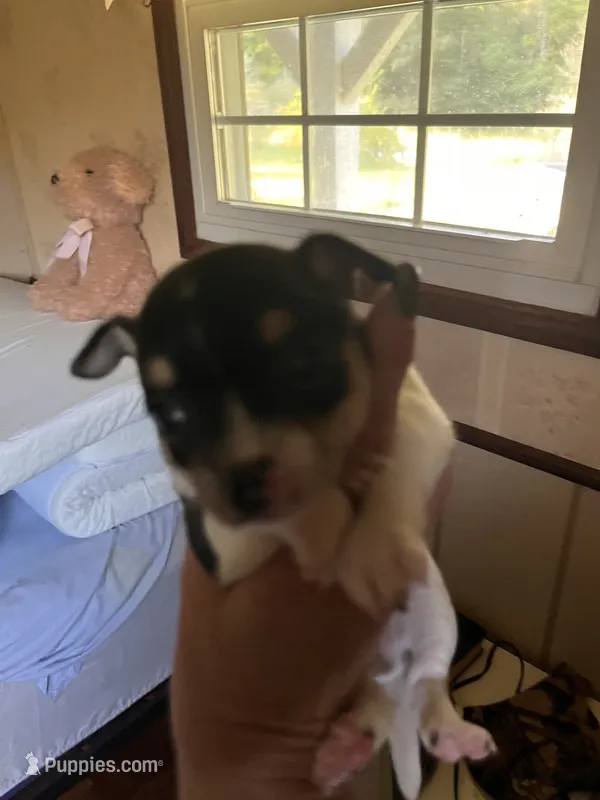 Male A – Chihuahua puppy for sale in Coal City, IN