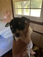 Male A, a male Chihuahua for sale in Coal City, IN – 1 of 5