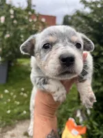 Female B, a female Australian Cattle Dog for sale in Coal City, IN – 2 of 4