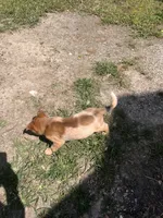 Male c, a male Australian Cattle Dog for sale in Coal City, IN – 3 of 6