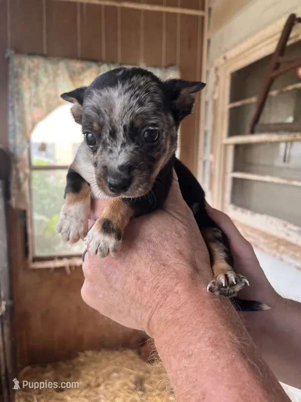 Nugget – Australian Cattle Dog, Chihuahua puppy for sale in Coal City, IN