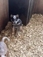 Female A, a female Australian Cattle Dog for sale in Coal City, IN – 4 of 4