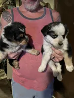 Female A, a female Australian Cattle Dog and Australian Shepherd for sale in Coal City, IN – Photo 2 of 3