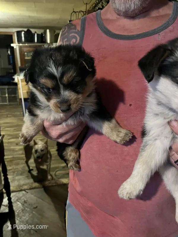Female A, a female Australian Cattle Dog and Australian Shepherd for sale in Coal City, IN – Photo 1 of 3
