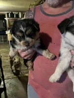 Female A, a female Australian Cattle Dog and Australian Shepherd for sale in Coal City, IN – Photo 1 of 3