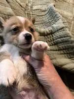 Tater, a male Pembroke Welsh Corgi for sale in Coal City, IN – 5 of 5