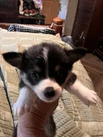 Tot , a female Pembroke Welsh Corgi for sale in Coal City, IN – 5 of 6