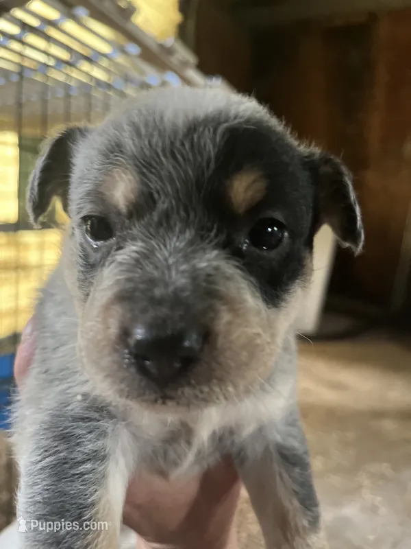 Male A – Australian Cattle Dog puppy for sale in Coal City, IN