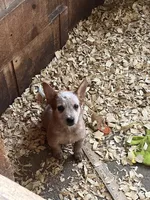 Male A, a male Australian Cattle Dog for sale in Coal City, IN – 2 of 6