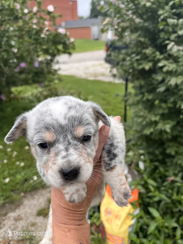 Female B – Australian Cattle Dog puppy for sale in Coal City, IN